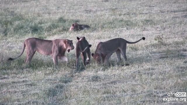 Лев нашел дубинку и сам ее боится