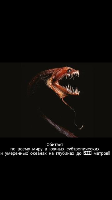 Самое ужасное животное в мире