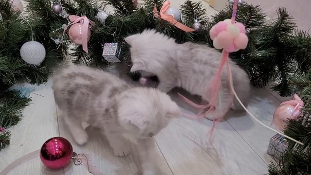 Котята персидская серебристая шиншилла.