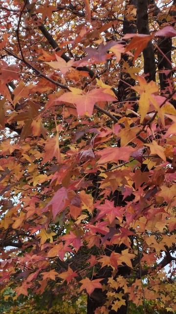 Sugar Maple 🍁 Tree (Acer Saccharun) #shorts #shortvideo #falls #8k