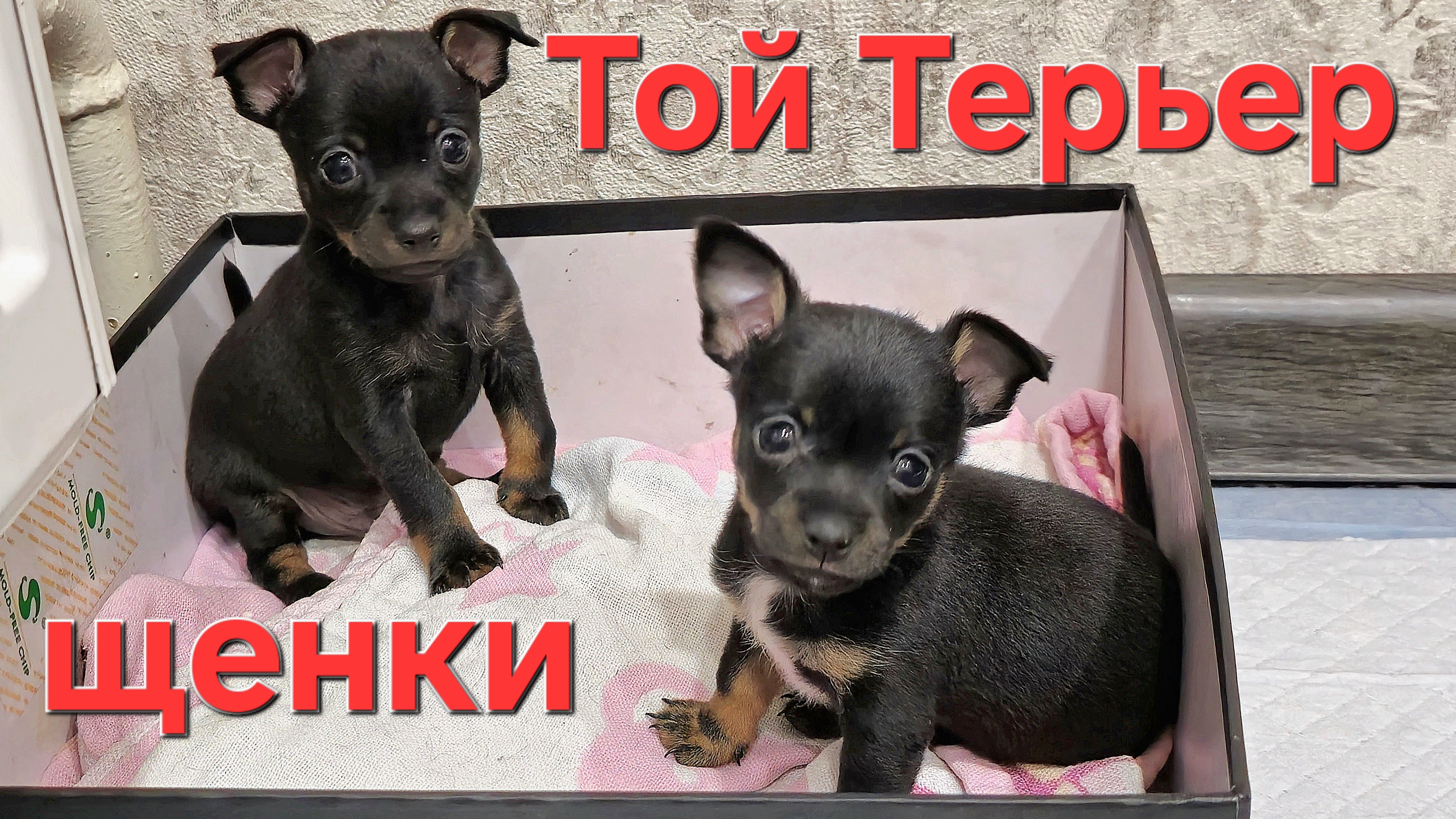 Щенки Той Терьера ищут новых владельцев !)