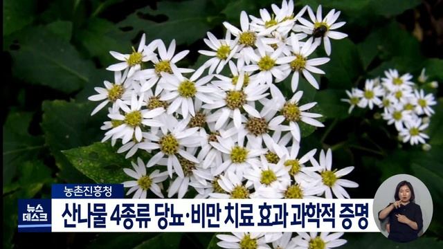 [대구MBC뉴스] 산나물 4종류 당뇨, 비만 치료 효과 과학적 증명돼