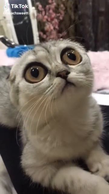Кот с большими глазами