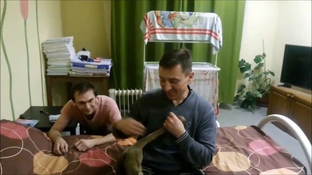 МЕДВЕДЬ МЕДОВЫЙ- КИНКАЖУ, В ГОСТИНИЦЕ, РАЗВЛЕКАЕТСЯ С АДМИНИСТРАТОРОМ.