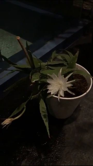 Bunga Sedap Malam ( Polianthes tuberosa )