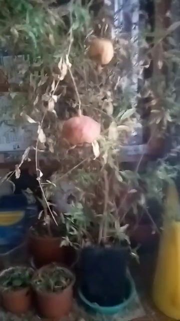 Гранат растёт