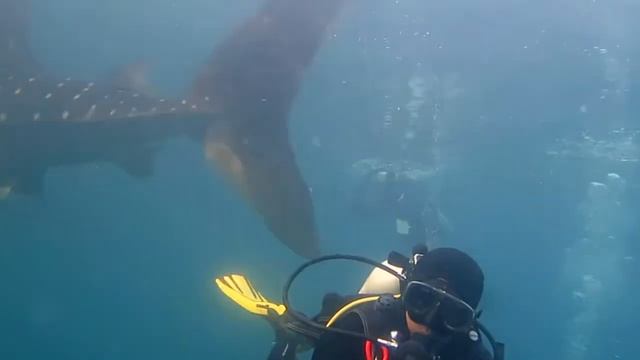 Whalesharks in Sumbawa Maleo