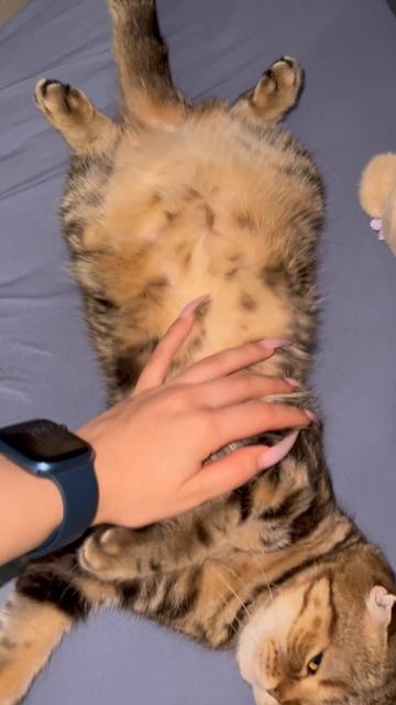 Шотландская вислоухая кошка 🐱