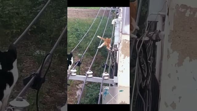 Коты это жидкость 😂😂😂