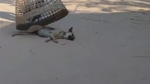 مواقف_مقالب_مضحكة_مع_الكلاب_🐕😅😅😅😅