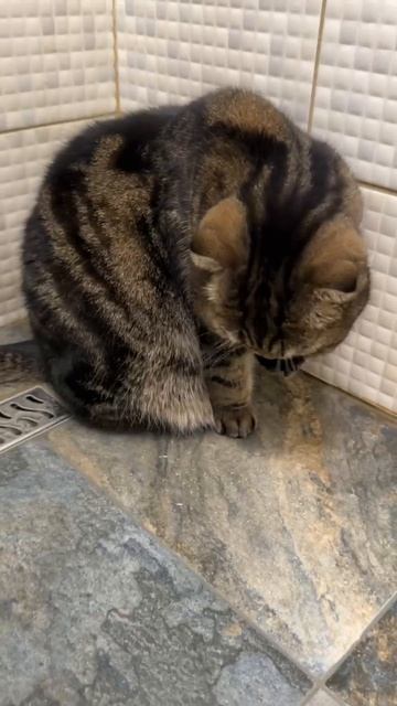 ЧЕССИ🐯ВСЕ ДЕЛАЕМ ВМЕСТЕ🧩ИЛИ ПОВТОРЯЕТ?