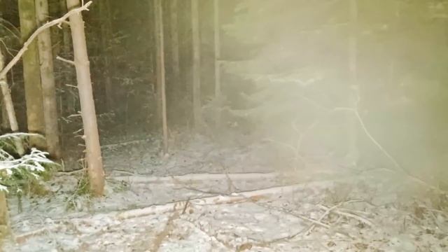 Лесные - землянка в лесу год спустя  что с ней стало первые морозы, новые ступени, семья лосей