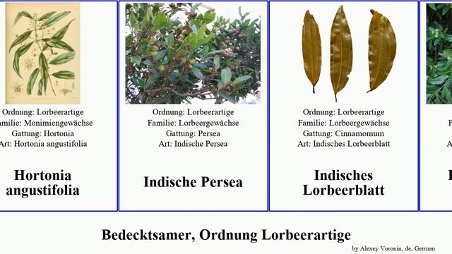 Bedecktsamer, Ordnung Lorbeerartige beilschmiedia machilus lindera angustifolia chinensis glauca