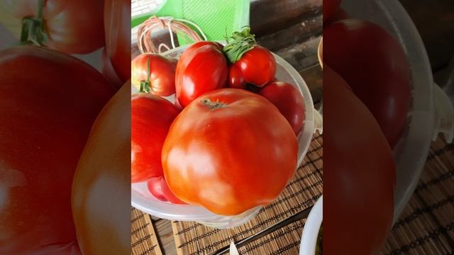 старинные сорта томатов в моей коллекции.