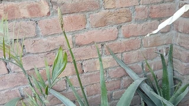 Aloe Vera plants flowers Benefits| Aloe Flowers All You Need it.فائدة زهور الصبار