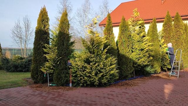 Tuje w ogrodzie. Czyszczenie Szmaragdów.Ogrodowy fitness🧑🌾🧤