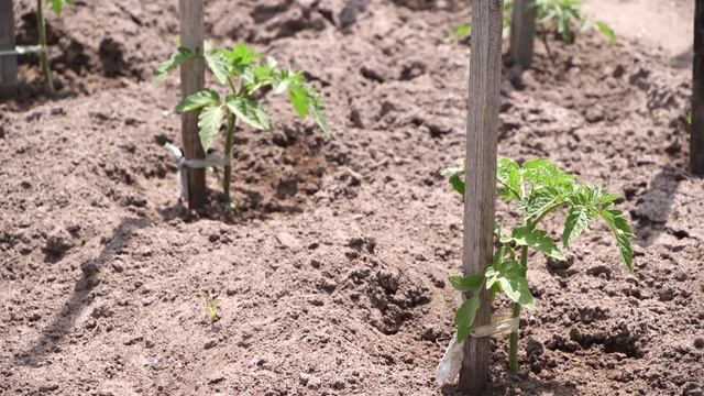 How to grow citrus trees - Vasili's Classics