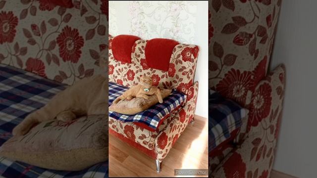 ходим по врачам//что готовили//репетиция//котики//