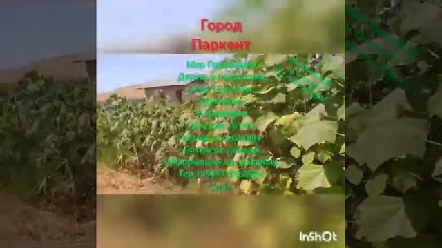 Павловния Оригинал в Ташкенте тел,+998977028887