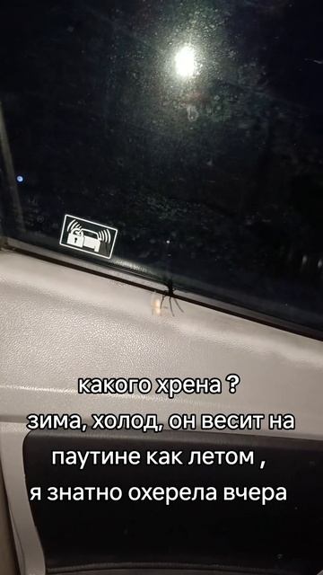 09-02-2025, паук зимой в машине