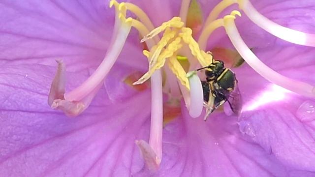 Native bee on Melastoma malabathricum flower: Wet tropics of Far North Queensland, Australia