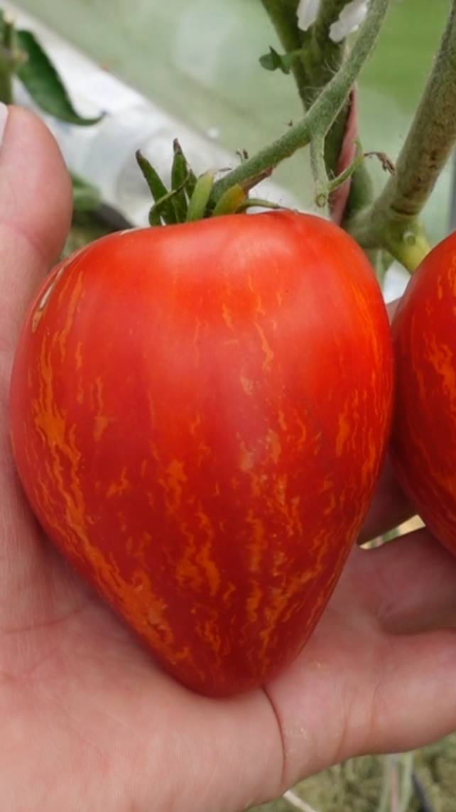 🍅 Томат БОЛЬШОЙ ФЕСТИВАЛЬНЫЙ ТЮЛЬПАН! #shorts #garden #томаты #советы