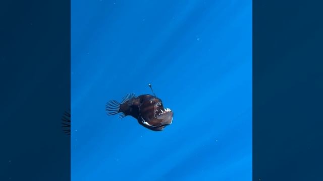 Морской черт