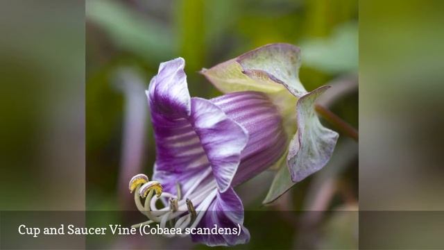 10 Best Annual Flowering Vines For Your Garden 🛋️