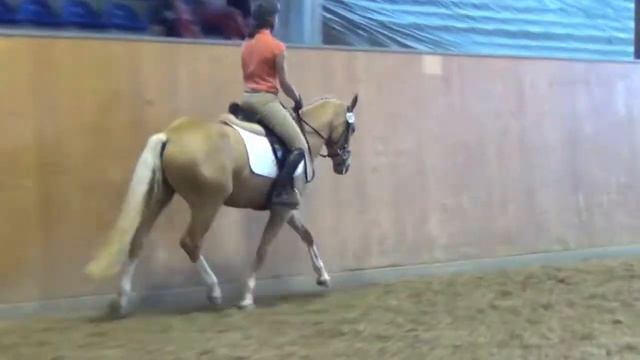 FS Champion de Luxe-Calypso pony mare * 2010 for sale