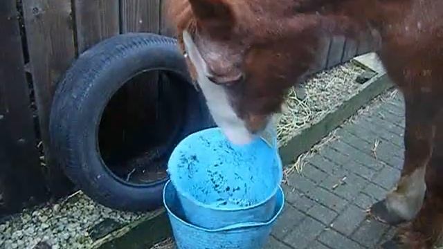 My pony is sooo clever!