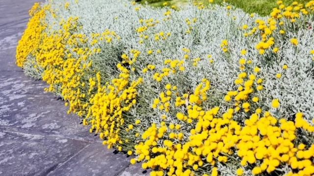 Kako se uzgaja santolina prelepa i aromatična mediteranska biljka