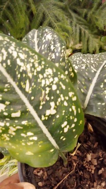 @RUMEX PATIENTIA(herb patience): AN EXTRAORDINARY PLANT TO DISCOVER TODAY!