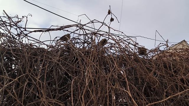 Зима в Подмосковье. Такой вот февраль