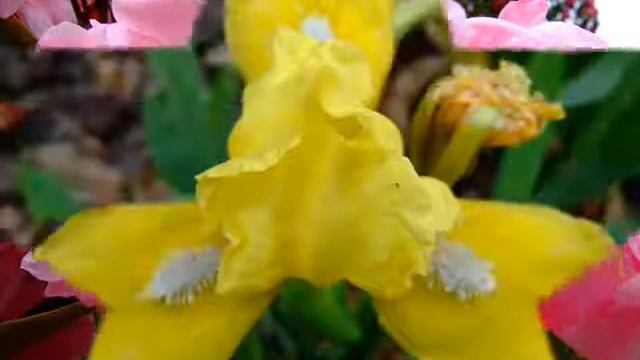 Beautiful Blooms 48 (When You Wish Upon A Star)