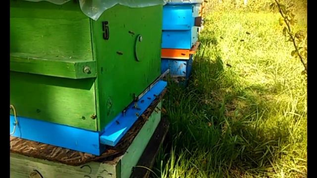Полный релакс пчеловода! Для тех,кто устал ждать! Архивное видео.