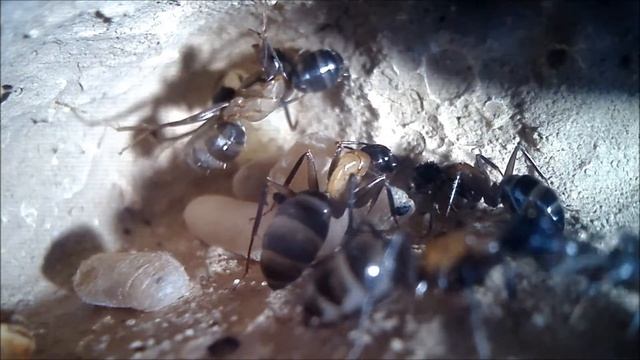 AmazingAnts - Camponotus ligniperda - Life inside the colony