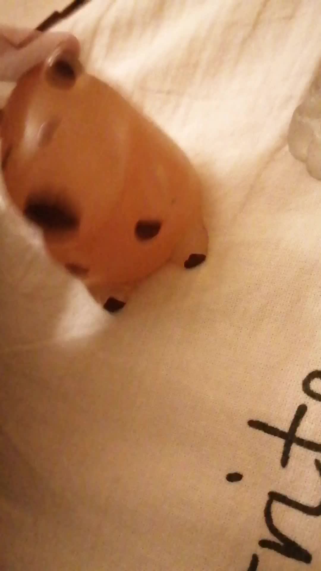 Сквиш!! /!