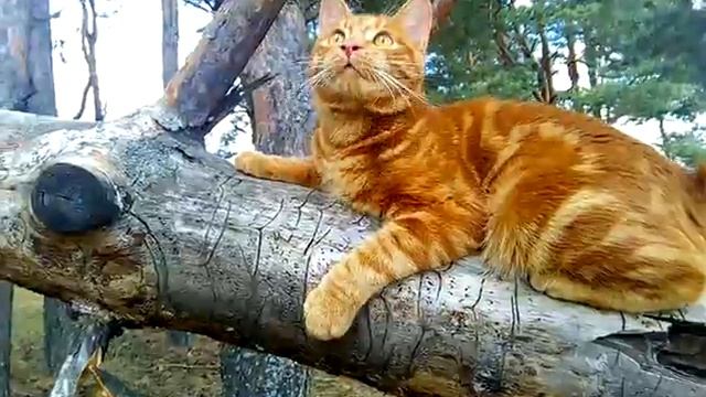 Финист Ясный сокол приглашает кошечек на вязку