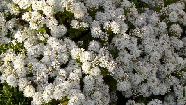Bee on a Hebe plant