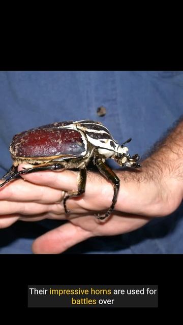 Hilarious Facts About the Goliath Beetle: Nature's Giant!