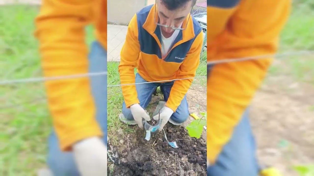 Особенности пересадки однолетних черенков в грунт весной в Сочи