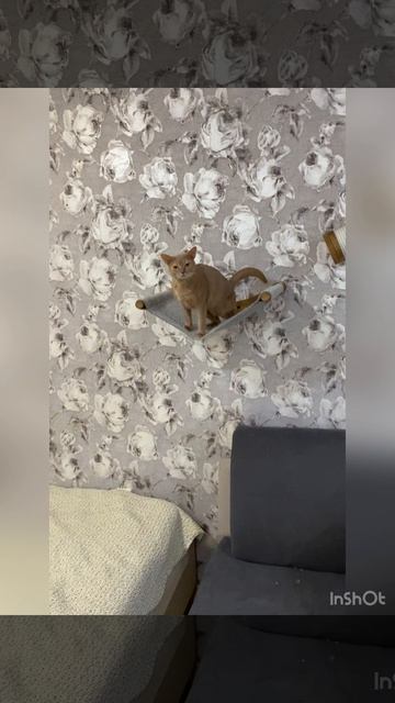 Приспособа для кошек, для снятия стресса