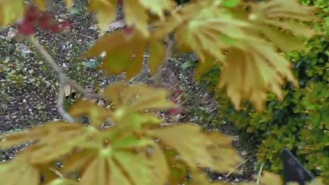 Arce Acer Japonicum conitifolium - www.GuiaJardines.com