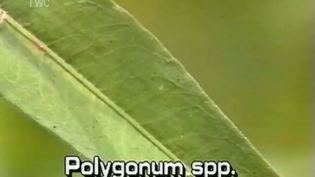 knotweed (Polygonum species)