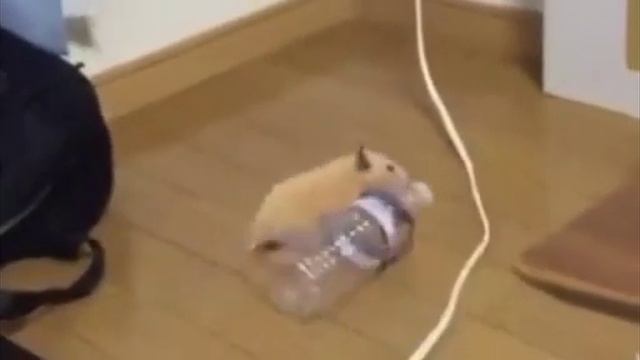 хомяк
