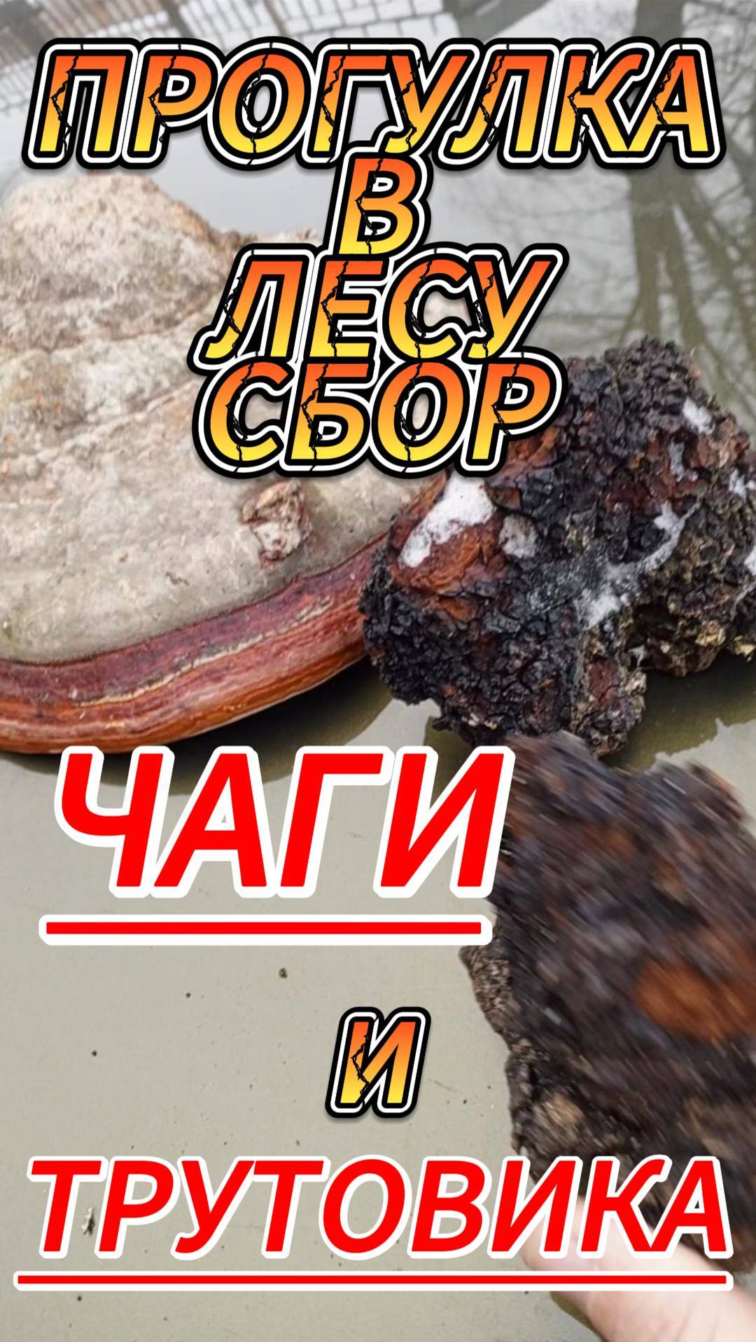 Сбор чаги