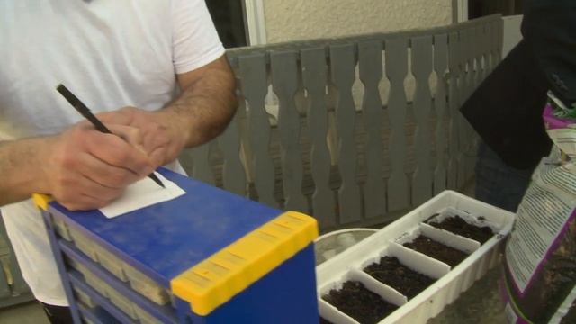 Pasquale Starts Giant Tomato Seeds 2012