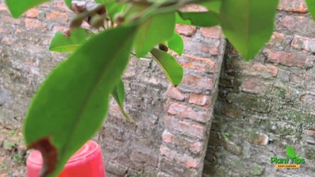 Secret for you : How to grow bananas from banana flowers Get great fruit. 100%