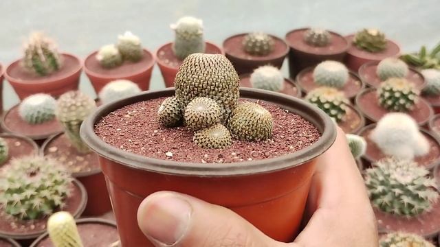 Mi colección de cactus, última parte.🌵🙂🐢