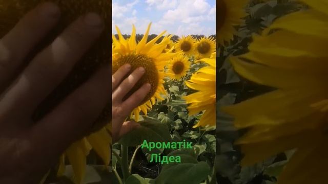 ЕС АРОМАТІК соняшник Лідеа Lidea #шалений_тракторист
